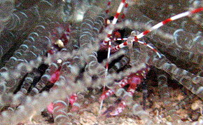 Red Snapping Shrimp - Alpheus sp.