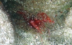 Red Snapping Shrimp - Alpheus sp.