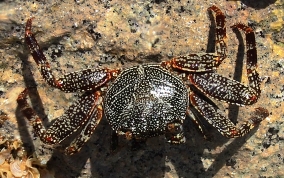 Sally Lightfoot Crab - Grapsus grapsus
