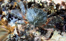 Sally Lightfoot Crab - Grapsus grapsus