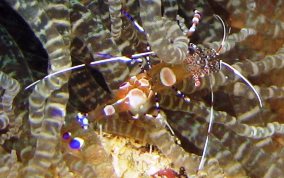 Spotted Cleaner Shrimp - Periclimenes yucatanicus 