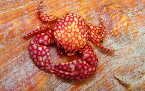 Spotted Pocelain Crab