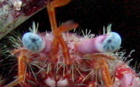 Star-eyed Crab