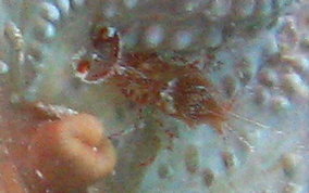 Sun Anemone Shrimp - Periclimenes rathbunae