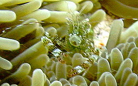 Sun Anemone Shrimp - Periclimenes rathbunae