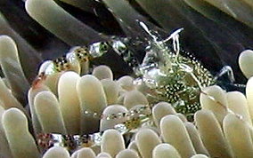Sun Anemone Shrimp- Periclimenes rathbunae