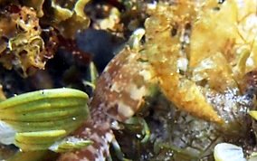 Swollen-Claw Mantis Shrimp - Neogonodactylus oerstedii