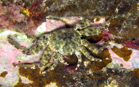 Tidal Spray Crab
