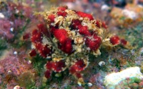 Crypic Teardrop Crab