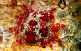 Tiny Red Crab
