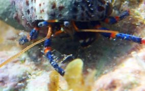 Tri-Colored Hermit Crab - Clibanarius tricolor