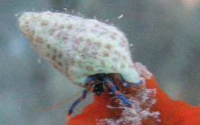 Tri-Colored Hermit Crab - Clibanarius tricolor