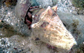 White Speckled Hermit Crab - Paguristes punticeps 