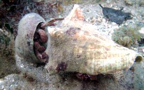 White Speckled Hermit Crab - Paguristes punticeps 