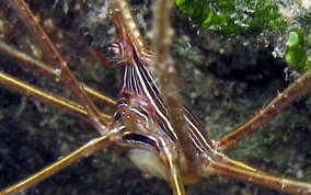 Yellowline Arrow Crab - Stenorhynchus seticornis