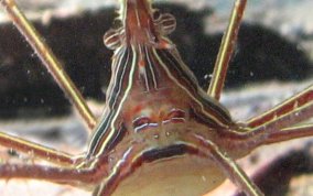 Yellowline Arrow Crab - Stenorhynchus seticornis