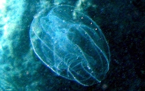 Ctenophores -  Comb Jellies