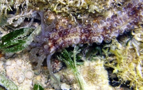 Beaded Sea Cucumber - Euapta lappa