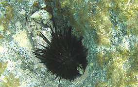 Rock Boring Urchin - Echinometra lucunter lucunter