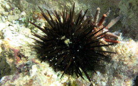 Rock Boring Urchin - Echinometra lucunter lucunter