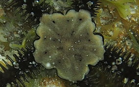 Spiny Leather Brittle Star - Ophiocoma echinata
