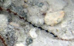 Blunt Spine Brittle Star - Ophiocoma echinata