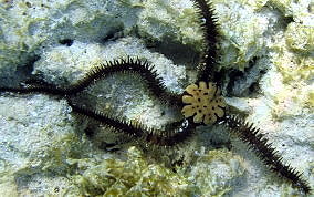 Spiny Leather Brittle Star -  Ophiocoma echinata