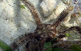 Spiny Leather Brittle Star - Ophiocoma echinata