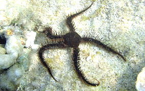 Red Brittle Star - Ophiocoma wendti
