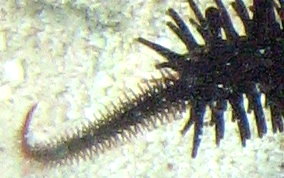Blunt Spine Brittle Star - Ophiocoma echinata
