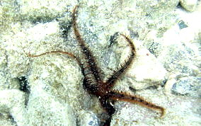 Red Brittle Star - Ophiocoma wendti