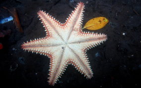 Cushion Sea Star - Oreaster reticulatus 