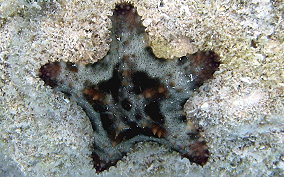 Cushion Sea Star - Oreaster reticulatus 
