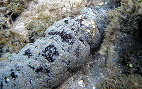 Donkey Dung Sea Cucumber - Holothuria mexicana 