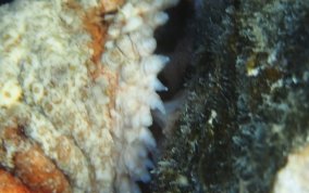 Five-Toothed Sea Cucumber - Actinopygia agassizii