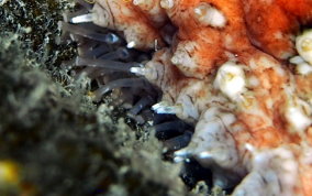 Five-Toothed Sea Cucumber - Actinopygia agassizii