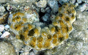 Florida Sea Cucumber - Holothuria floridana