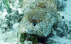 Furry Sea Cucumber - Astichopus multifidus
