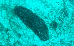 Furry Sea Cucumber - Astichopus multifidus
