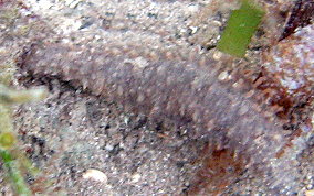 Grub Sea Cucumber