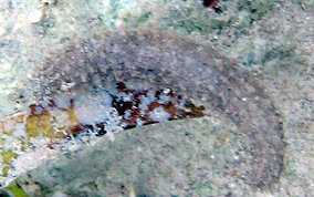 Grub Sea Cucumber - Pseudothyone belli