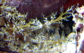 Hidden Sea Cucumber - Pseudothyone belli