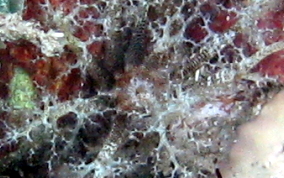 Hidden Sea Cucumber - Pseudothyone belli