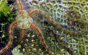 Oersted's Brittle Star - Ophiothrix oetstedii
