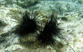 Long Spined Sea Urchin  -  Diadema antillarum