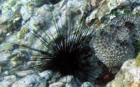 Long Spined Sea Urchin  -  Diadema antillarum