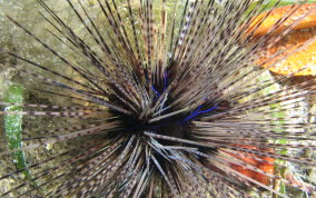 Long Spined Sea Urchin Juvenile - Diadema antillarum