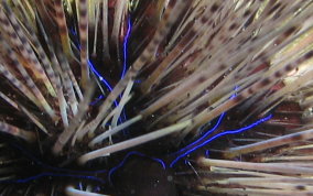 Long Spined Sea Urchin Juvenile - Diadema antillarum