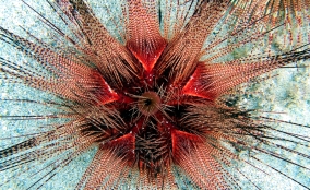 Magnificent Urchin - Astropyga magnifica