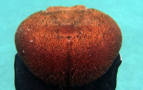 Red Heaart Urchin - Meoma ventricosa ventricosa